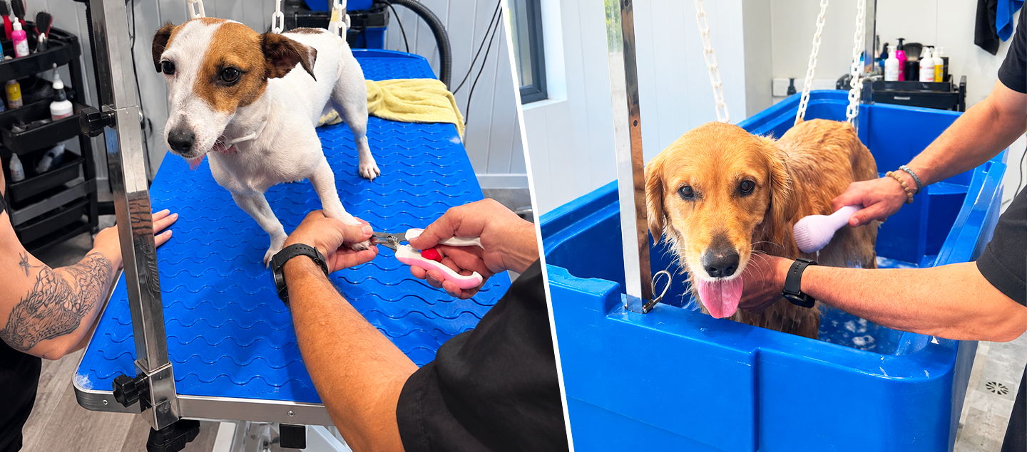 Toilettage pour Chien