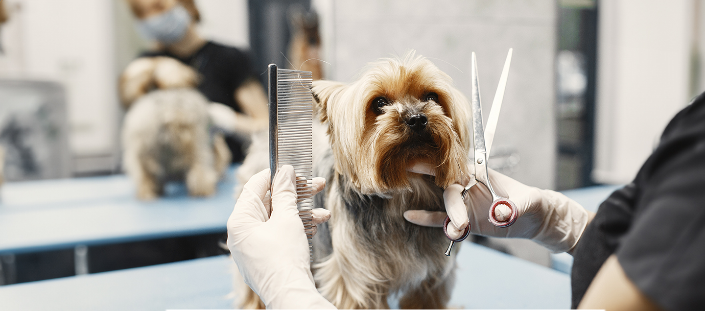 Toilettage pour chien