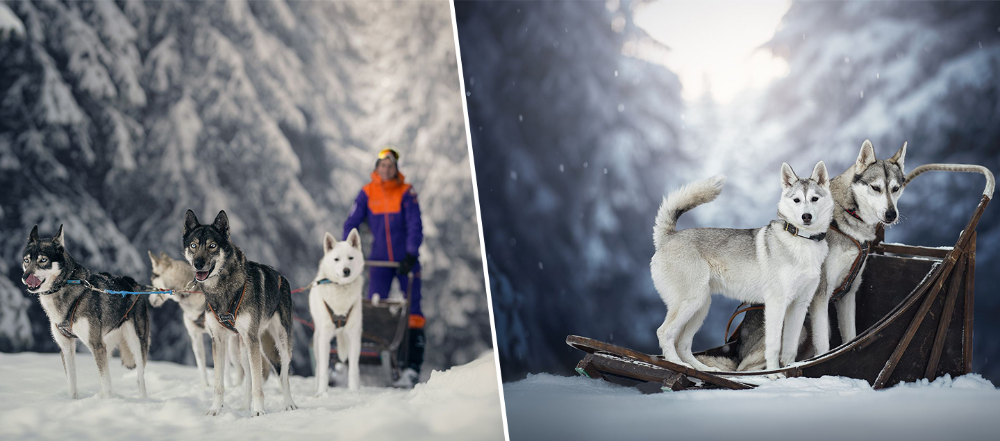 Initiation au Mushing à Champéry en compagnie de Huskies de Sibérie