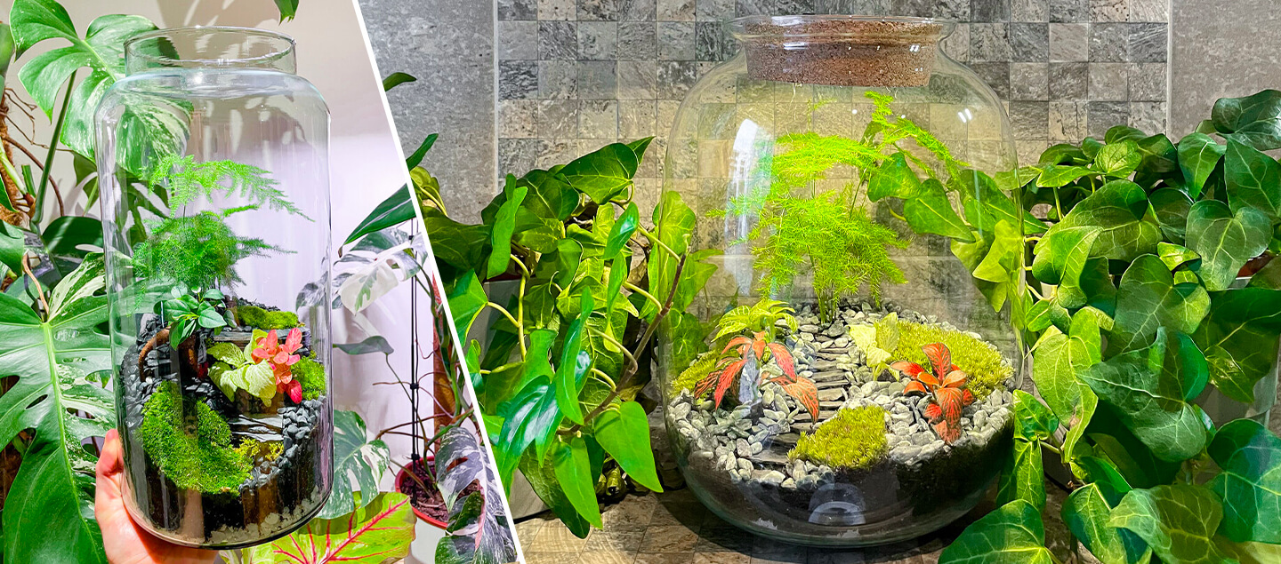 Kit Terrarium à faire soi-même  – Loisirs et bien-être