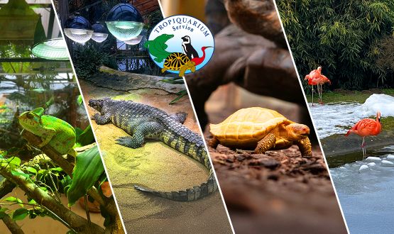 1 Entrée au Tropiquarium de Servion