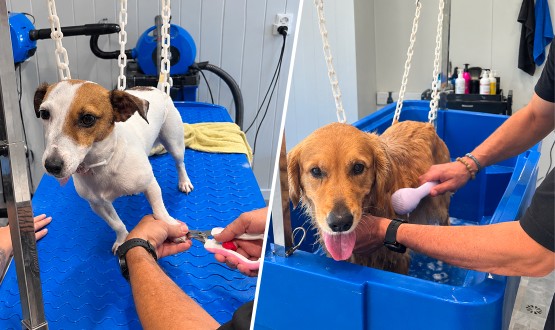 Toilettage pour Chien